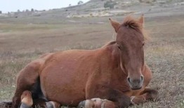 在线观看马,马文化题材影视作品精选