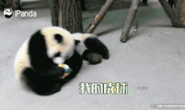 网红爆料大熊猫视频大全,视频大全带你领略国宝风采