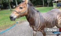 在线观看马,马文化题材影视作品精选