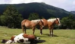 在线观看马,马文化题材影视作品精选