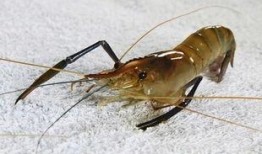 剥虾工人爆料怎么做的视频,揭秘高效剥虾技巧视频教程